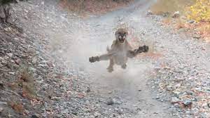 ORIGINAL - Cougar Encounter in Utah | Mountain Lion Stalks Me For 6  Minutes! - YouTube