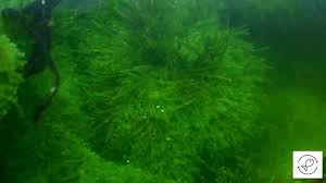 can java moss grow out of water how