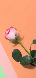 rose mobile wallpaper images free