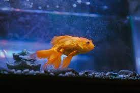 7 best places to goldfish in