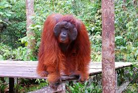 Maybe you would like to learn more about one of these? Orangutan At Tanjung Putting National Park Indonesia 10 Orangutan Male Orangutan Save Animals
