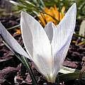 Spring Blooming Crocus Two | Pacific Bulb Society