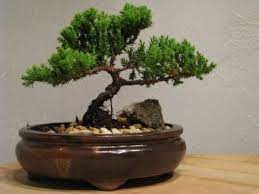 9greenbox bonsai juniper tree