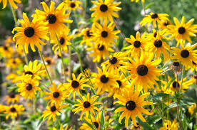 Some perennials need to be divided every three to five years. 12 Best Perennials For Full Sun