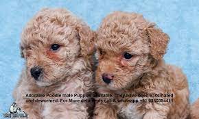 toy poodle puppies in chennai