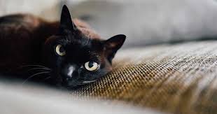 200 best black cat names famous cute