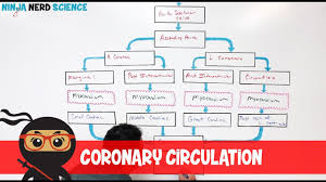 Coronary Circulation Flow Chart Diagram Cardiac Blood