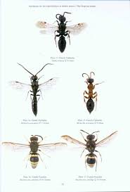 Res Handbook Volume 6 Part 6 The Vespoid Wasps Tiphiidae Mutillidae Sapygidae Scoliidae And Vespidae Of The British Isles