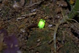 predatory glow worms discovered in the