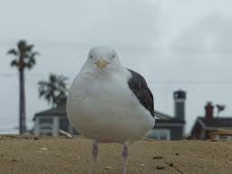 Чайки в Бахрейне перестали летать из-за ожирения они объелись выброшенным  фастфудом - Новости - М.Двач