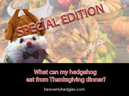 Snacks division, said in a press release that the return of the chips was inevitable. What Can My Hedgehog Eat From Thanksgiving Dinner Heavenly Hedgies
