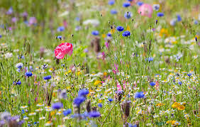 Wildflowers Of Britain