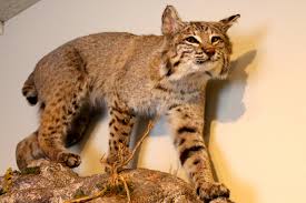 bobcats pacific grove museum of