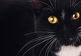 See more ideas about crazy cats, cats and kittens, black cat. Everything You Want To Know About Black Cats And Halloween Oakland Veterinary Referral Service Oakland Veterinary Referral Services