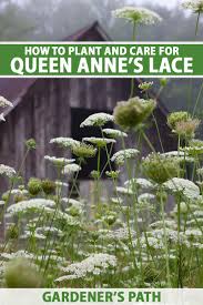how to grow queen anne s lace daucus