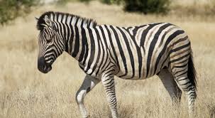 Where do zebras live habitat : Where Do Zebras Live Zebras Habitat