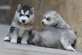 siberian husky show quality puppies for