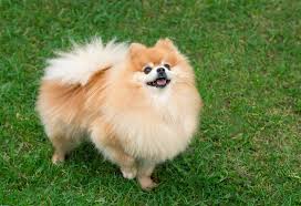 how much does a pomeranian cost 2024