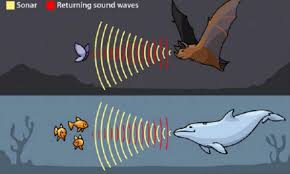 Hasil gambar untuk pendengaran pada hewan