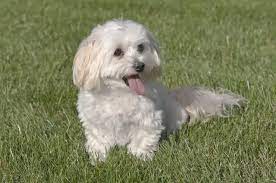 maltese poodle mix breed profile the