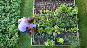 A Guide To Starting A Vegetable Garden