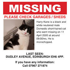 Well, he's my cat, of course, mrs. Harry Kane Reported Missing In The Edinburgh Area Edinburgh Live