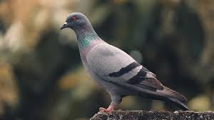 just sold my homing pigeon on ebay for