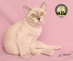 Burmese cat breeders click on the breeders cattery name to go to their website. European Burmese The Cat Fanciers Association Inc