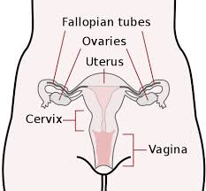 External organs and internal organs of the female reproductive system with structure, functions and diagram. The Female Reproductive System Boundless Anatomy And Physiology