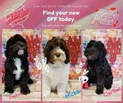We do have availability in our upcoming litters. View Ad Labradoodle Puppy For Sale Near Michigan Saginaw Usa Adn 05657052106