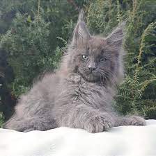 maine cat giant kitten for