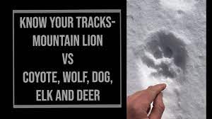 mountain lion tracks vs coyote wolf