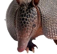 armadillo facts learn about
