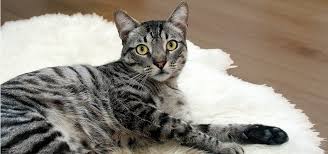 How to minimize cat allergens. Cats That Don T Shed List Of Allergy Free Hypoallergenic Cat Breeds