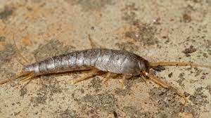 what are silverfish and how do you get
