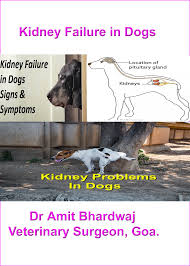 kidney failure in dogs