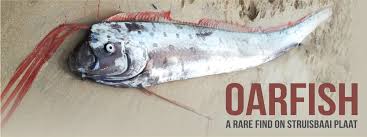 Image result for oarfish