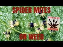 Spider mites start off on the undersides of the leaves, so you want to spray up from underneath to coat the undersides of the leaves; Spider Mites On Weed Plants Cannabis Youtube