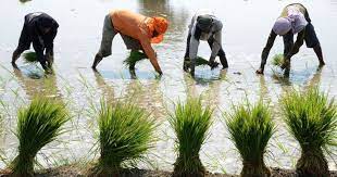 Crop Insurance Payments To Farmers In Tamil Nadu Assam Delayed As  gambar png