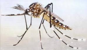 Confirmaron dos nuevos casos autóctonos de dengue en Córdoba