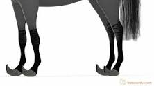 how-do-wild-horses-maintain-their-hooves