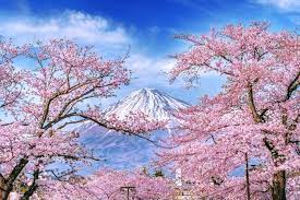 cherry blossom an images free