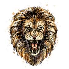 color lion drawing vector images over
