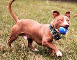 Doberman pinscher pit bull mix. Pitbull Dachshund Mix A Quick Guide And Facts About Rami The Popular Dox Bull