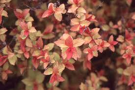 spiraea onica magic carpet