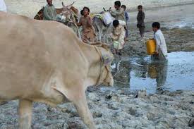 Image result for ‫در برخی روستاهای سیستان و بلوچستان‌ آب‌های برکه مورد مصرف انسان و دام است‬‎