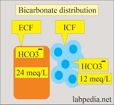 acid base balance bicarbonate level