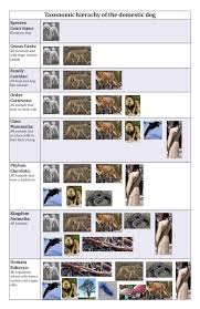 Taxonomy Biology For Non Majors I