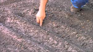 method 2 planting in row furrows you