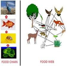 Primary producers, primary consumers, secondary consumers and tertiary consumers. Cbse Ncert Notes Class 10 Biology Our Environment
